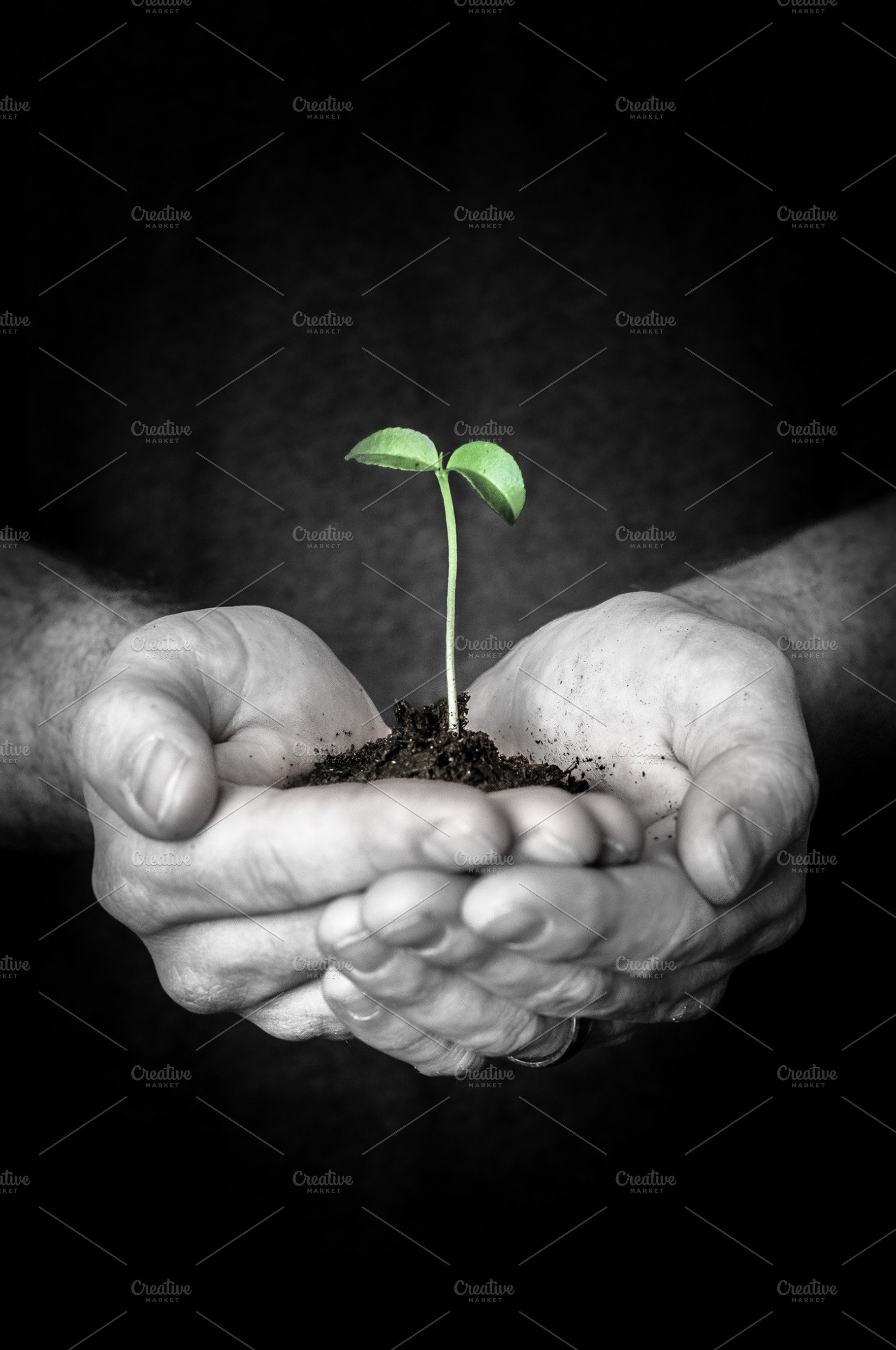 New growth, a Business Photo by Mission Media