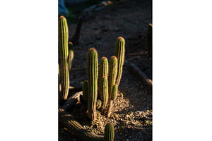 Cactus plants thriving in a dry, a Nature Photo by volodymyrshtun13795