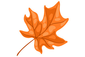 Illustration Of Maple Leaf. Image Of