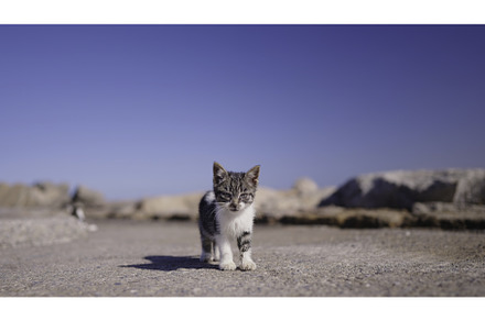 Close-up of kitten on road. Action, an Animal Photo by Media Whale Stock