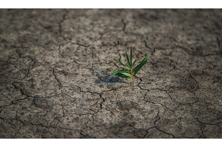 A sprout grows in dry soil, a Nature Photo by yanadjana