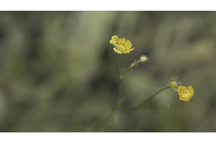 Close-up view of the beautiful, a Nature Photo by Media Whale Stock