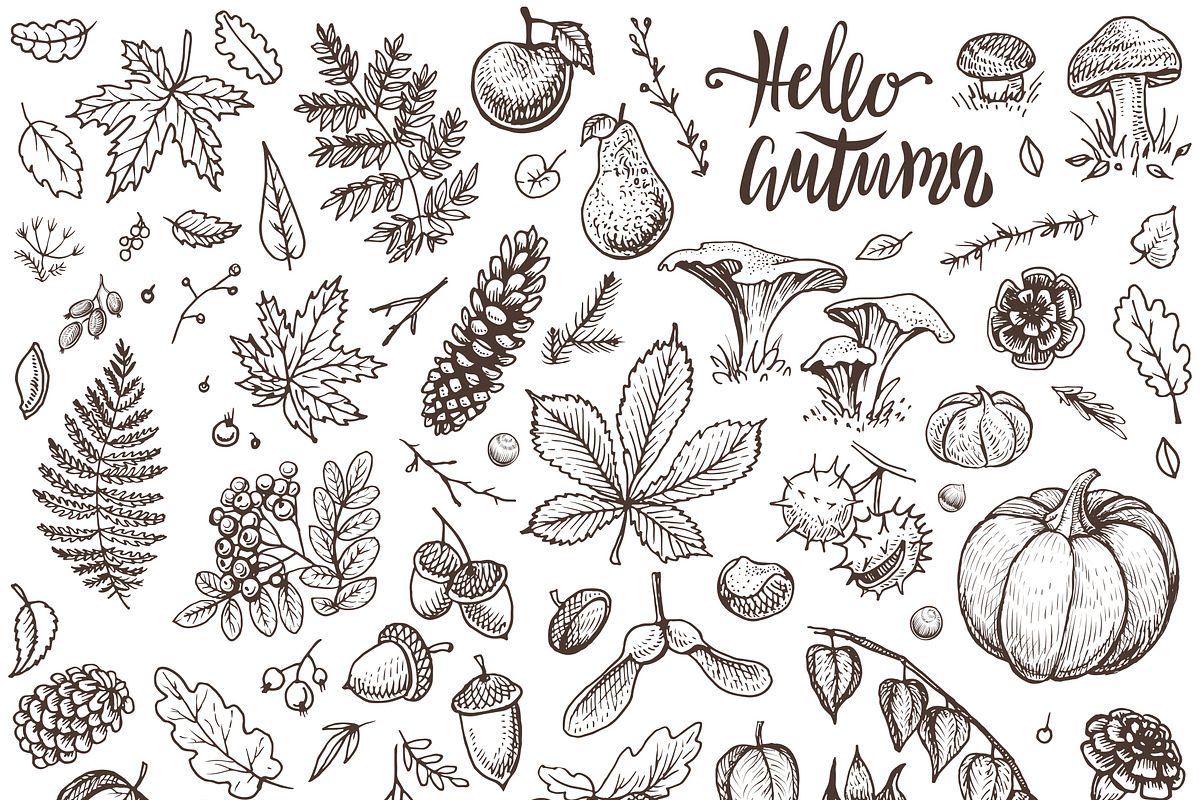 Autumn botanical sketches, a Decorative Illustration by Aquatinta (Photo 6 of 8)