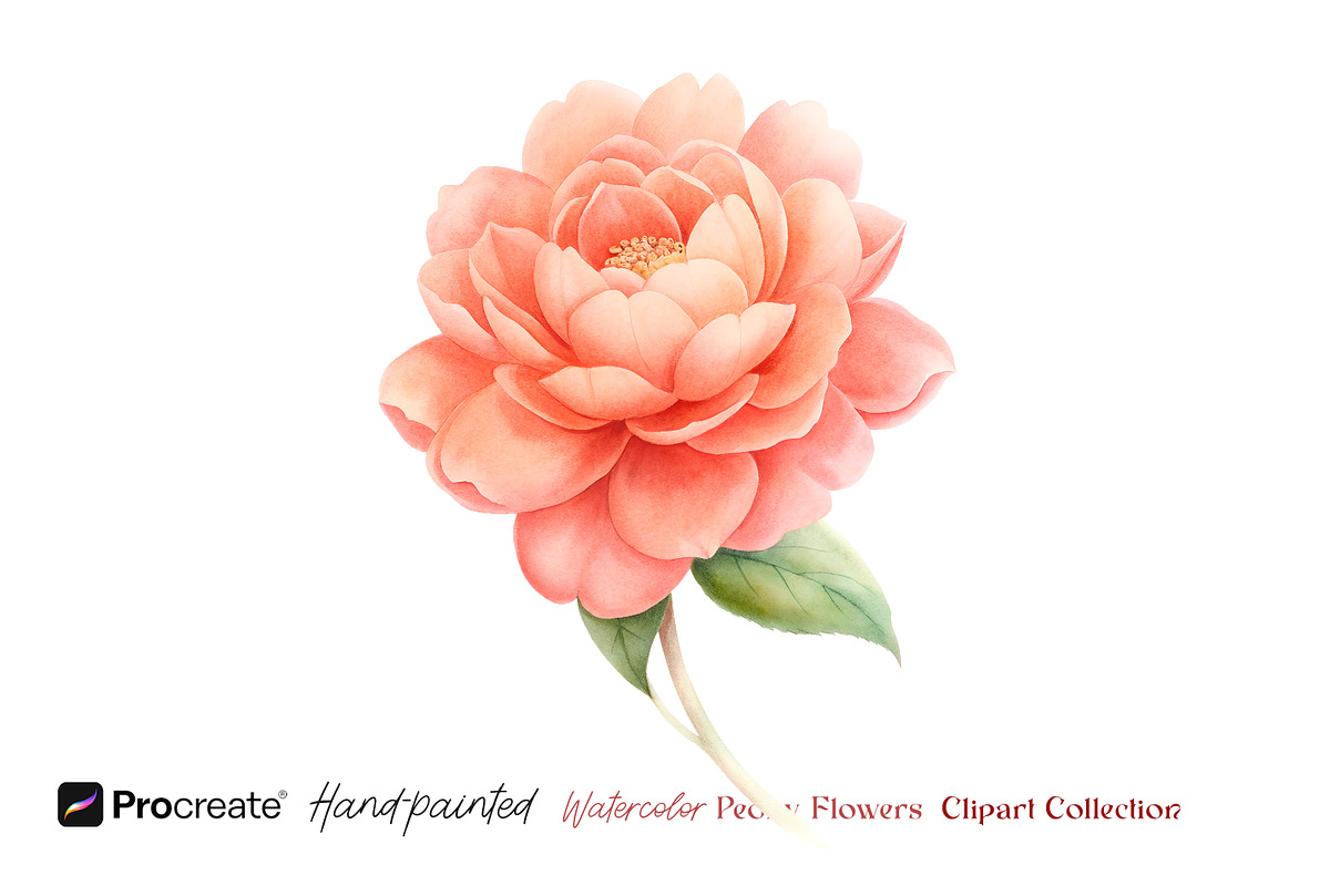 Watercolor Peony Flowers Clipart, an Object Illustration by crafty (Photo 3 of 10)