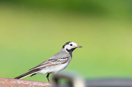 The white wagtail (Motacilla alba), an Animal Photo by AlexBush