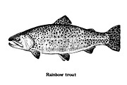 Fish collection, part 1, a Food Illustration by ZotovShop (Thumbnail 3 of 14)