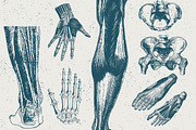96 Anatomy Vector Illustrations, an Illustration by TheBlackPixelCo (Thumbnail 4 of 5)