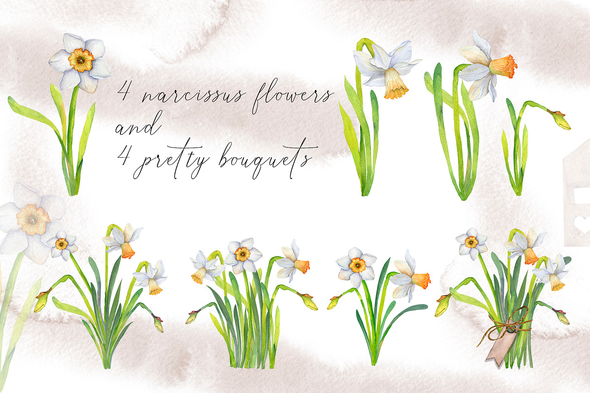 Narcissus mood & little things, an Illustration by WatercolorAnn (Photo 2 of 11)