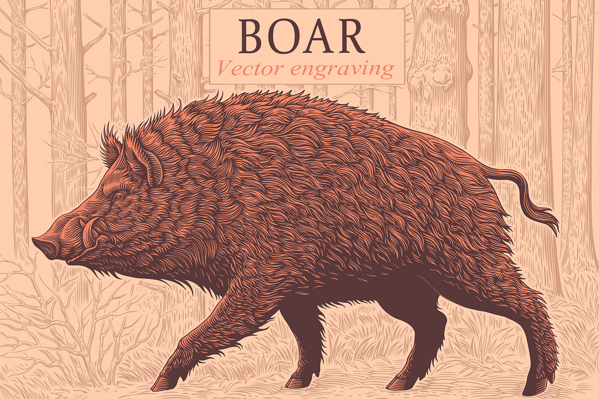 Design set Boar. Vector engraving, an Animal Illustration by Vector Engraving (Photo 1 of 7)