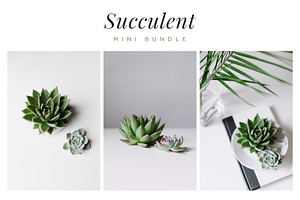 Succulent mini bundle featuring succulent, fresh, and green