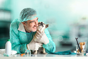 Compassionate Veterinarian Cuddling Chihuahua in Clinic, an Animal Photo by Davizro's Market