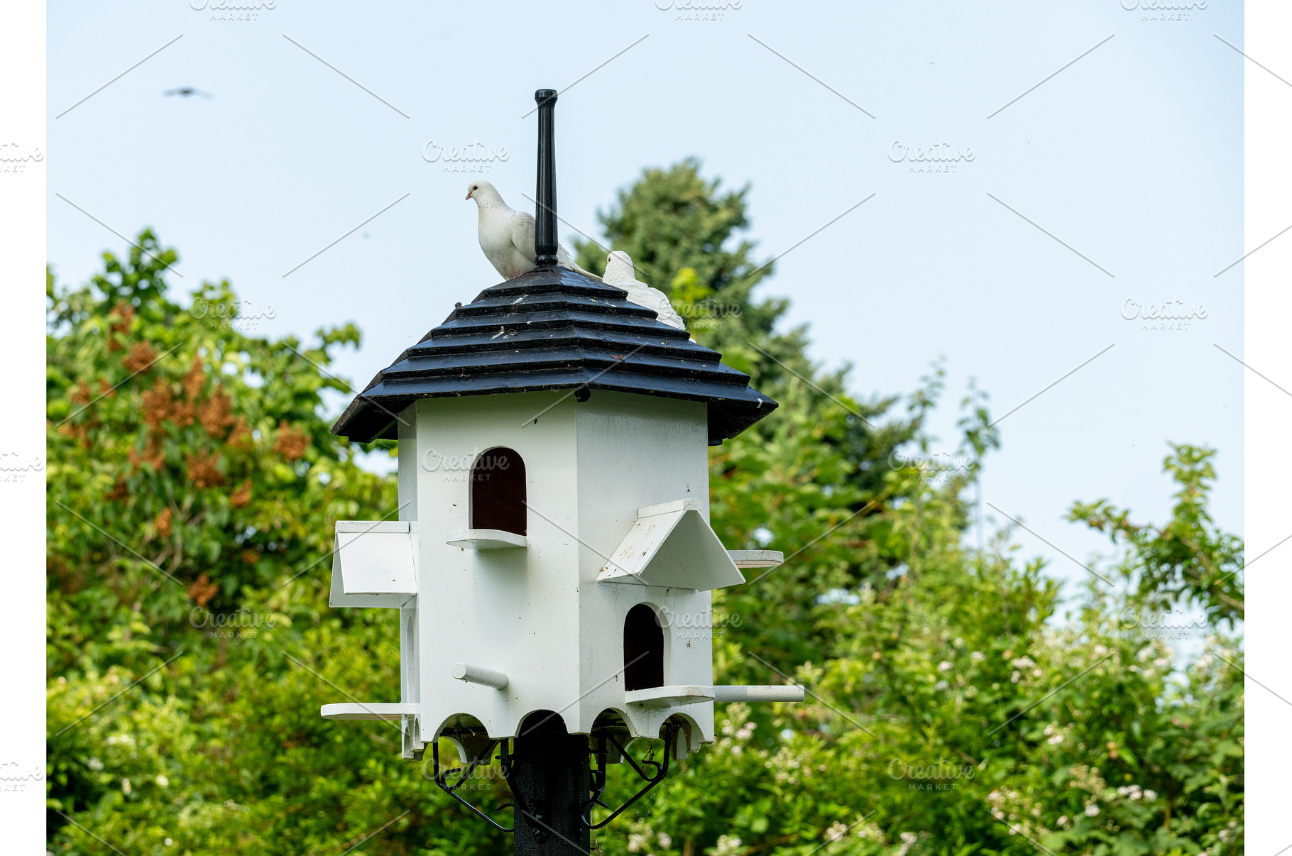 White doves perched atop a, a Nature Photo by Backyard Stock