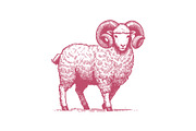 Elegant Vintage Ram Illustration, an Animal Illustration by MkStudio (Thumbnail 2 of 3)