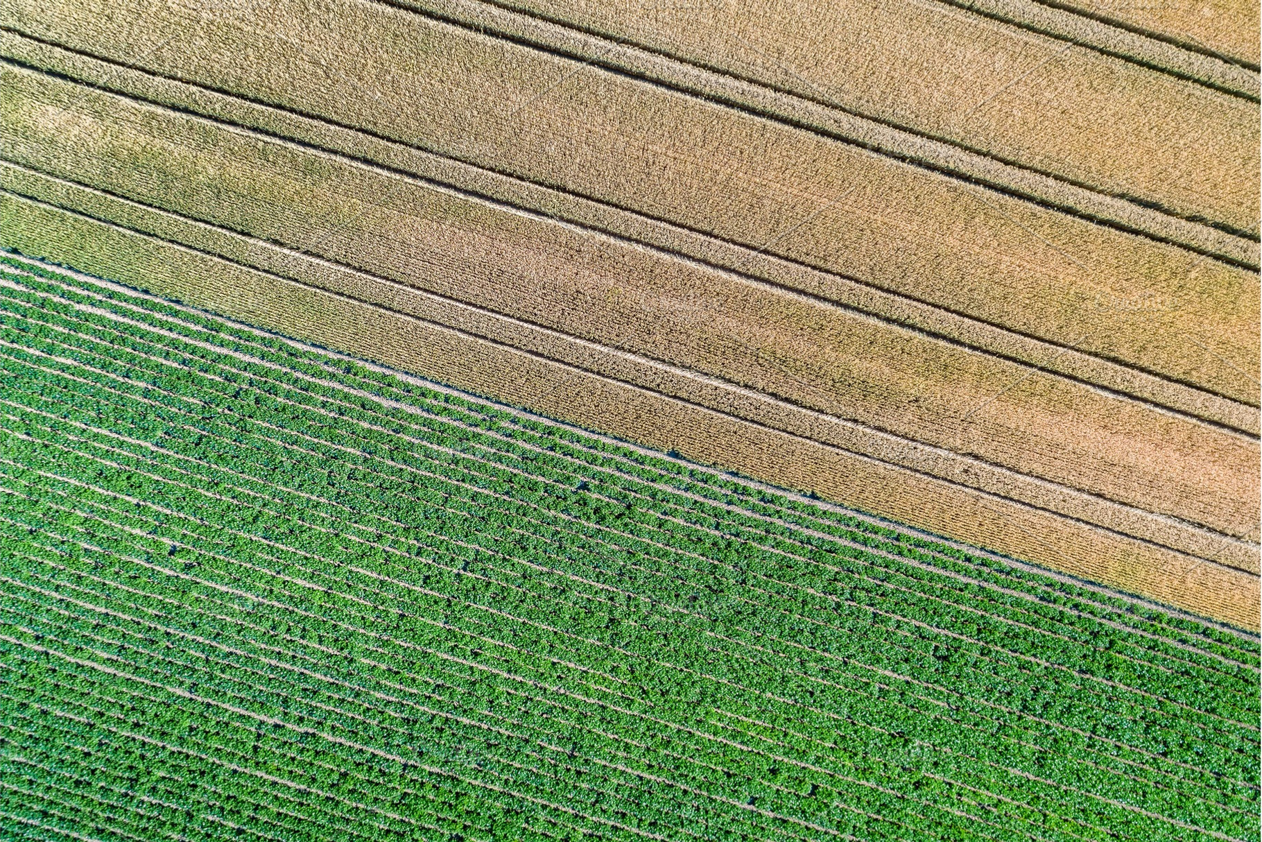 Potatoes and wheat in a field in the Bas-Rhin department of France, a Nature Photo by Leonid Andronov