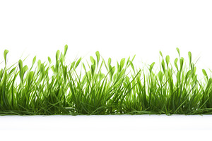vibrant green grass on white ai, a Background Photo by pikepicture