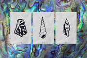 Seashells Hand drawn vector elements, a Seasonal Illustration by Lena Nikolaeva (Thumbnail 7 of 14)