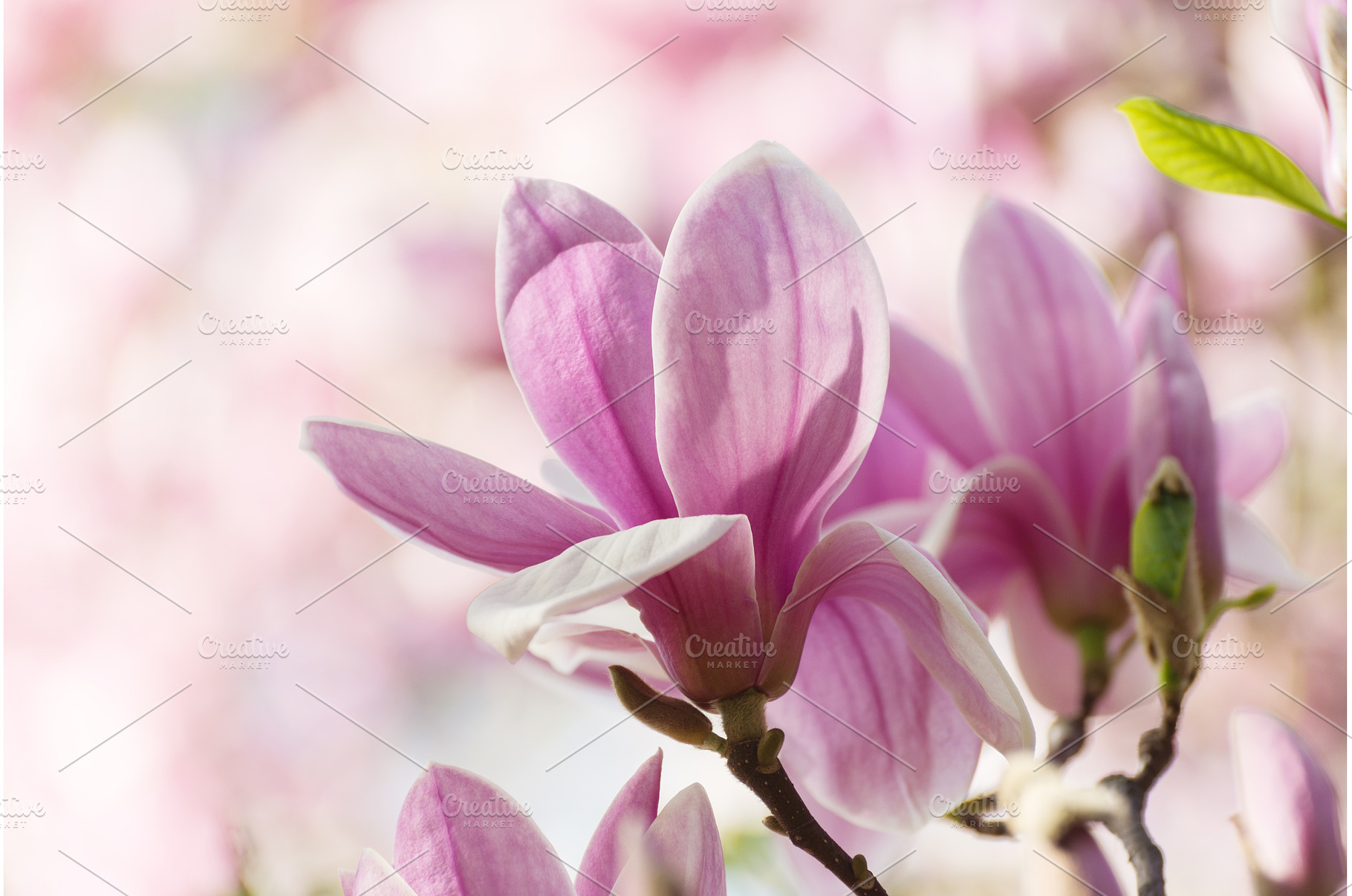 Magnolia Flower, a Nature Photo by JeanBet