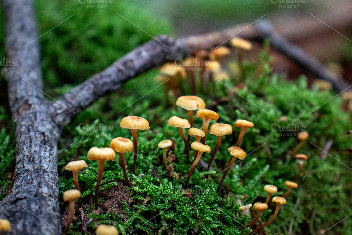 Mushrooms In The Forest Photography, a Nature Photo by Full Circle Design Studio (Photo 29 of 38)