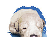 Puppies Dog Breeds Big Bundle 135Pcs, an Animal Illustration by Dneprstock (Thumbnail 64 of 68)