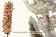 Airy Meadow – Dried Flower & Meadow, an Object Graphic by Aga Silva (Thumbnail 6 of 7)