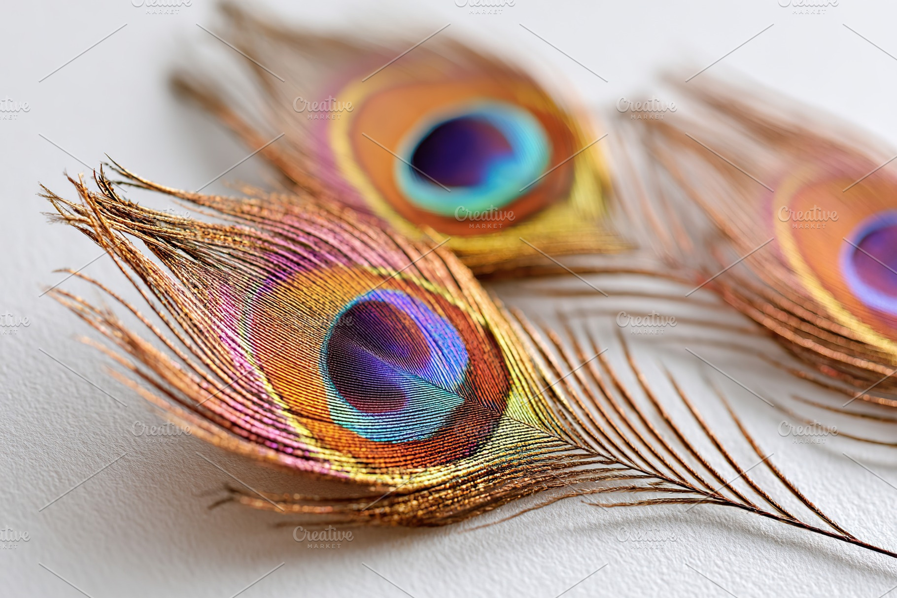 Luxurious peacock feathers displaying vibrant colors and intricate patterns, an Animal Photo by AlyaAnd