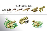 Frog Life Cycle, an Animal Illustration by Daria Ustiugova (Thumbnail 6 of 6)