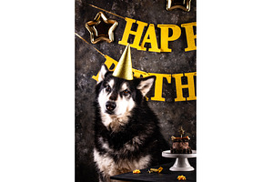 Dog birthday party. Malamut with, an Animal Photo by Yulia Furman