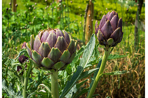Detail of the flower head of an, a Food & Drink Photo by Backyard Stock