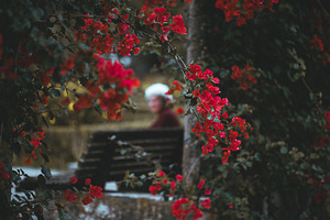 Red bougainvillea, blurred lady, a Person Photo by SkyNext