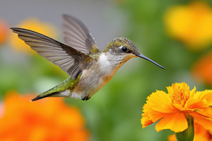 Vibrant hummingbird hovering near flowers, an Animal Photo by AlyaAnd