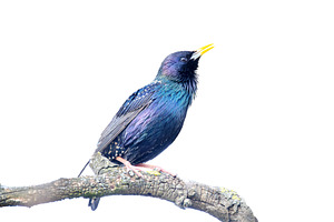 Iridescent Common Starling Singing, an Animal Photo by Pakosta