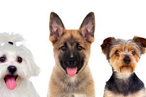 Three Cute Dogs Portrait Isolated on White Background, an Animal Photo by José Manuel Gelpi