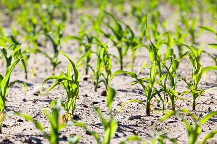 yield of maize corn and food, a Nature Photo by MyPhotos
