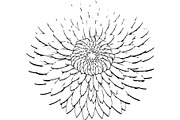 Vintage Botanical Flower Vector Set, an Object Illustration by Designer_Momina (Thumbnail 12 of 26)