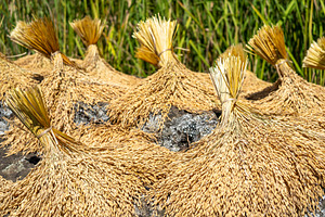 Rice drying under the sun in Toraja, Sulawesi, Indonesia, a Nature Photo by GoodGoods
