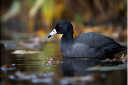 American coot black bird in park, an Animal Photo by Ylivdesign