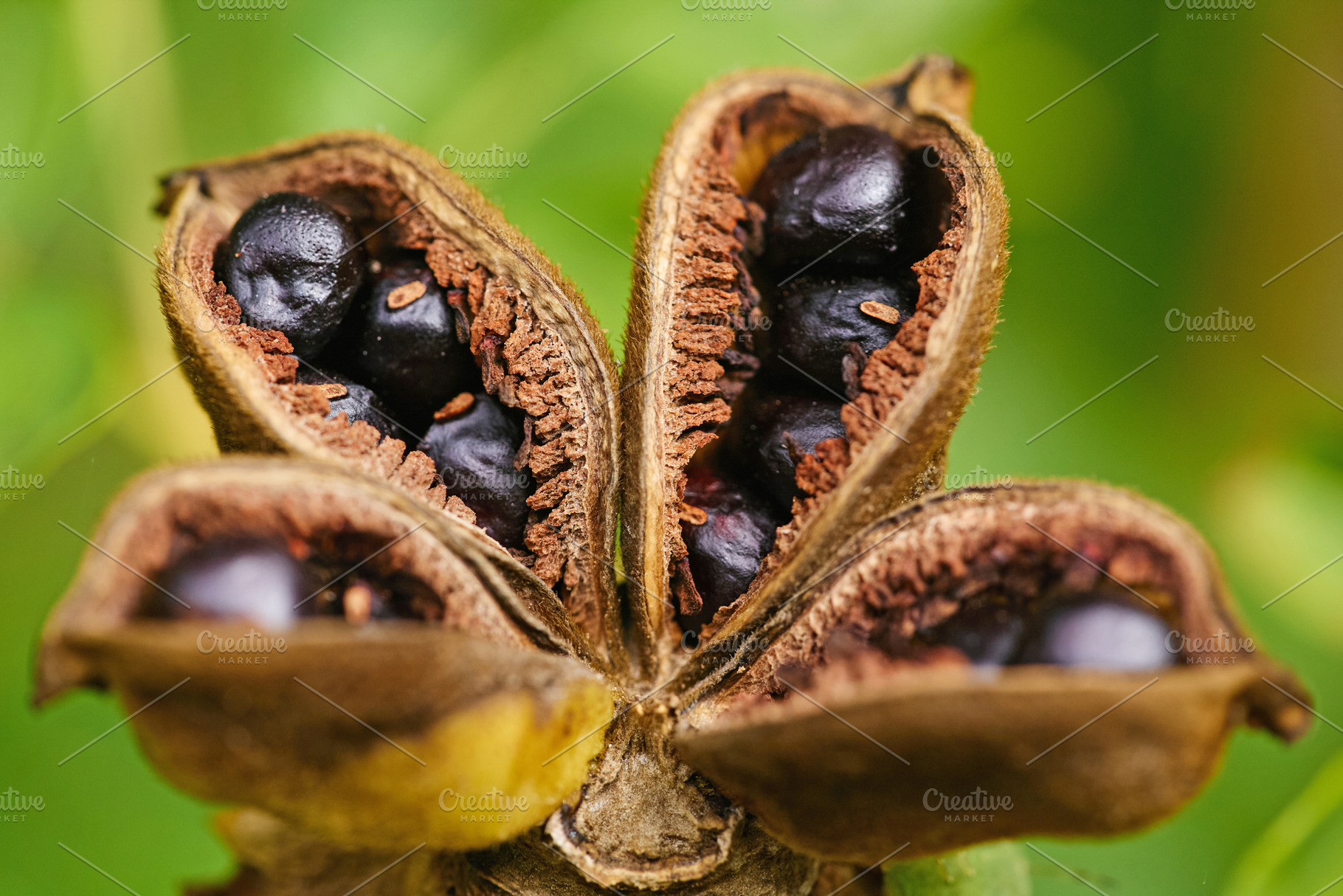 Open peony seed pod with shiny black seeds macro photo., a Nature Photo by Rohan Photography