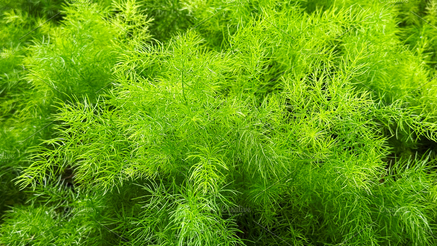 Asparagus fern in the garden, a Nature Photo by ArtBackground