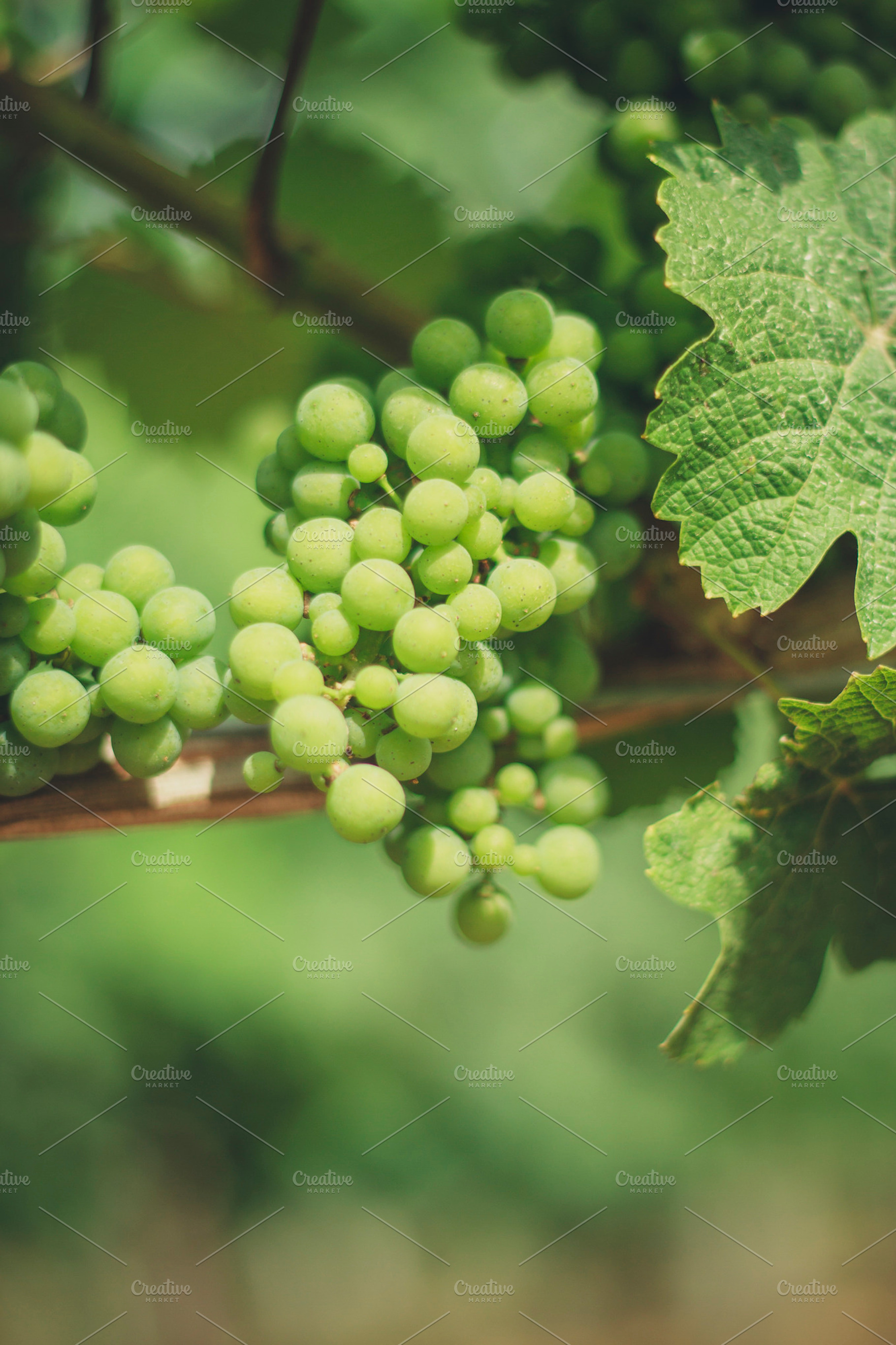 Grapes stock photo containing grapes and green