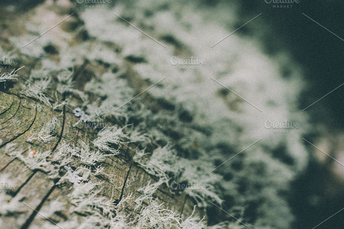 Forrest Tree Textures Bundle, a Nature Photo by Stephanie Mikuls (Photo 5 of 5)