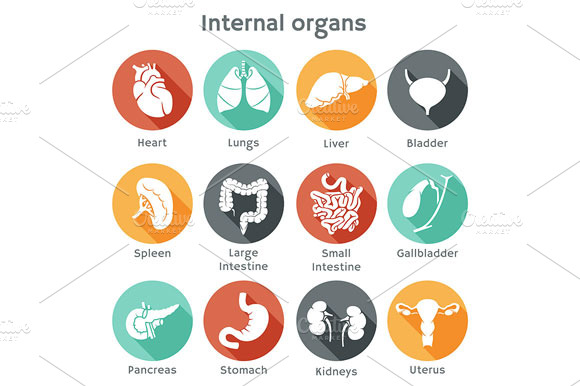 Set 1 Icons Of Human Organs