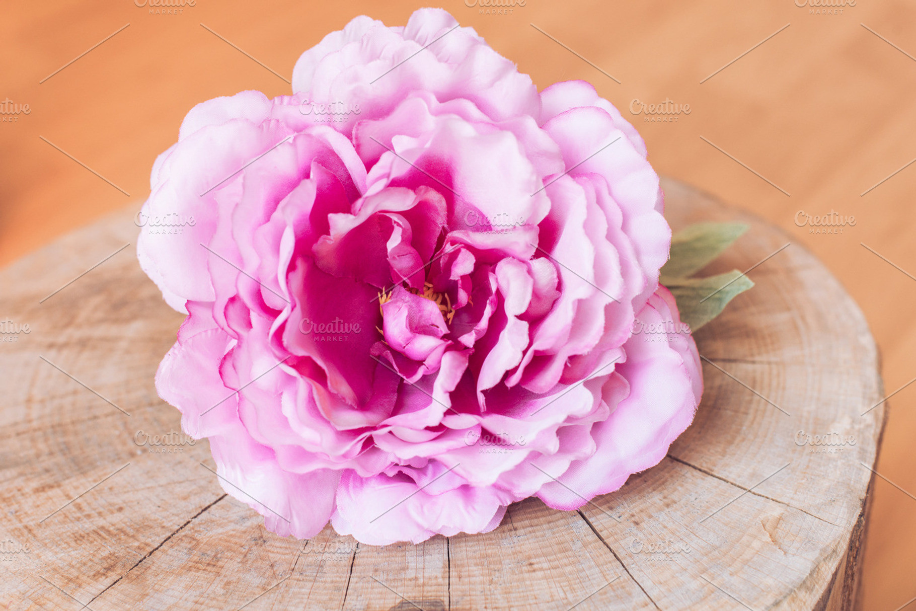 Pink peony on wood, a Business Photo by SophieStockBoutique