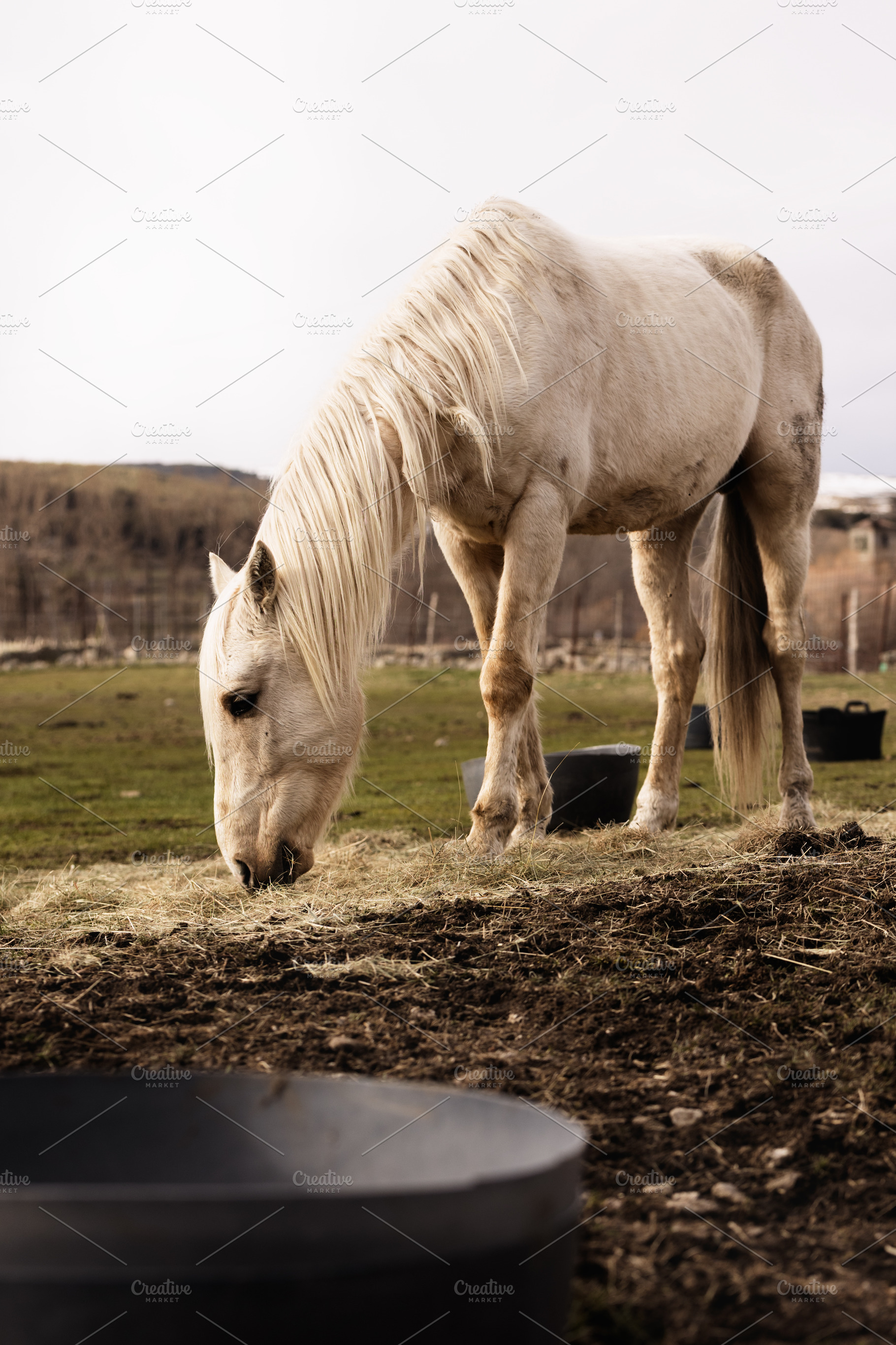 White horse eating hay in the field, an Animal Photo by Perpis