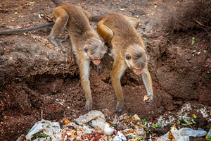 Monkey foraging through waste in an urban environment during mid, an Animal Photo by Byrdyak