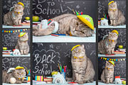 Cat schoolboy, an Animal Photo by AnStore (Thumbnail 2 of 2)
