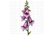 Foxgloves Stems and Flowers, a Decorative Illustration by Bloom Craft Creations (Thumbnail 5 of 11)