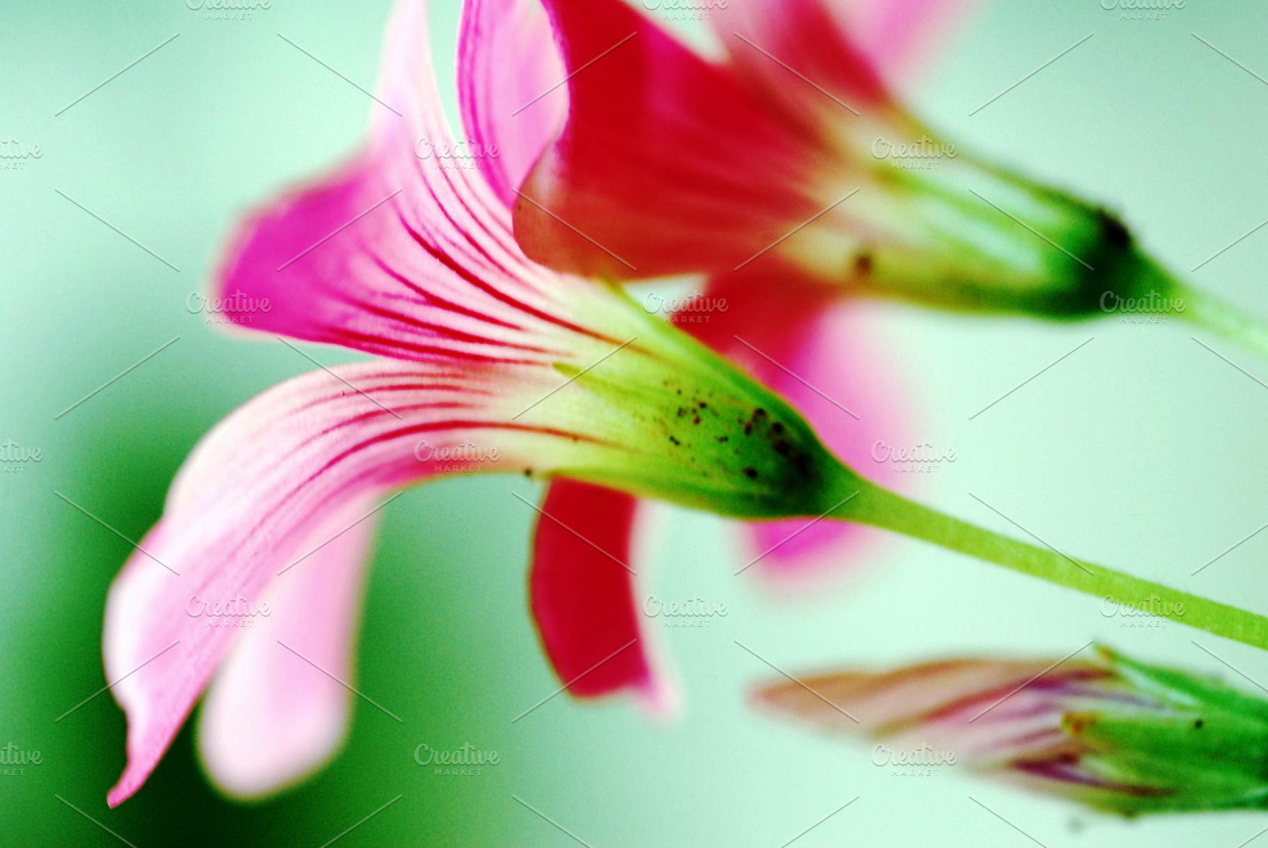 Pink Petals in Soft Light, a Nature Photo by HiLine