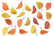 Cute 3D Autumn Leaves, a Plants & Tree 3D Model by Hannet (Thumbnail 1 of 5)