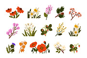 Flowers, wild plants in bloom set, a Decorative Illustration by Good Studio (Thumbnail 2 of 4)