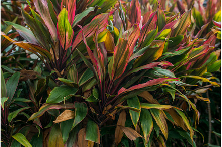 Thick bushes. Natural tropical, a Nature Photo by undrey